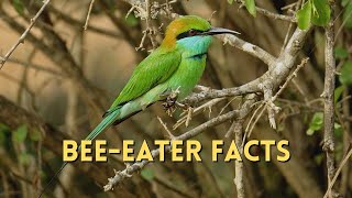 Beeeater Facts shorts [upl. by Sadick864]