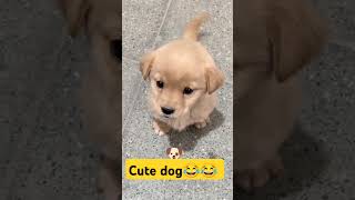 Leo dog😂😂 ko ek poem sunao comedy funny shorts [upl. by Aiuqal]