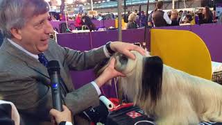 Michael Pesare Skye Terrier at Westminster 2020 [upl. by Ashly928]