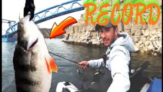 PERCA FLUVIATILIS PERCH EUROPEAN PERCH FISHING CASPE Mi RECORDFLOAT FISHING FOR PERCH [upl. by Okime]