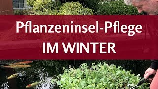 Schwimmende Teichpflanzen überwintern Was geschieht eigentlich mit der Pflanzinsel im Winter [upl. by Pinzler725]