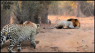 मूर्ख तेंदुए ने छिपकर शेर पर हमला कर दिया Stupid Action Of The Leopard Daring To Do This To The Lion [upl. by Sibilla599]