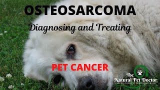 Diagnosing and Treating Osteosarcoma Holistically in Pets with The Natural Pet Doctor [upl. by Levitan991]