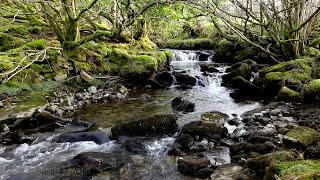 Forest River Nature SoundsMountain Stream Waterfall8 Hr Relaxing Birds amp Water Sounds for Sleeping [upl. by Gentilis]