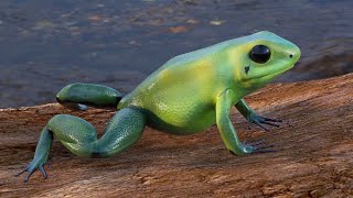 Poison Arrow Frog Green [upl. by Yentiw]