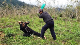 An unfortunate woman picked cassava roots to eat overnight  Thị Nở [upl. by Kristof991]