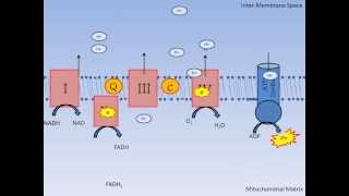 Mitochondrial Respiration and Oxidative Phosphorylation Review Jayson Gifford [upl. by Demmer537]