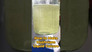 How to Make Liquid Culture for Mushroom Growing mushroomgrowing mushroomfarming mushroomculture [upl. by Ihcekn]