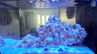 LIVE 135g Nano Reef Tank [upl. by Yadnus]