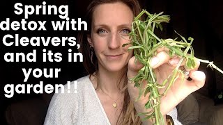 CLEAVERS identification aka sticky weed goose grass TutorialHow to find cleavers Galium aparine [upl. by Elwaine]