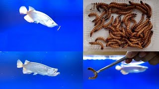 Live Mealworms Feeding to Arowana [upl. by Gris584]