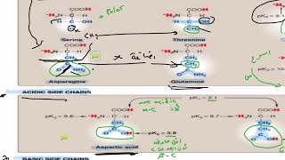 Biochemistry lec3 amino acids part one [upl. by Koeppel]