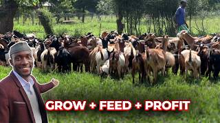 Start Small WIN BIG with Livestock Farming on Your Land [upl. by Ardnasela]