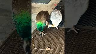 Peafowl enjoying treat time Peahen and peachick peafowl nature peacock [upl. by Letnuahs106]