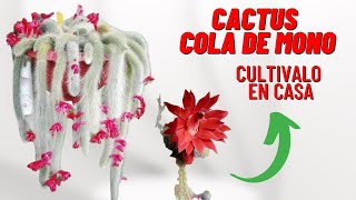 Cuidados y Reproduccion Del Cactus Cola De Mono Cleistocactus colademononis cactus [upl. by Carmelita]