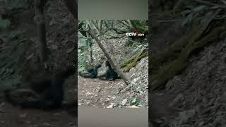 Rare footage of endangered western black crested gibbons in Yunnan [upl. by Annadal43]