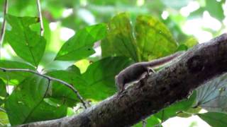 Plain Pygmy Squirrel Exilisciurus exilis chewing bark and marking his territory [upl. by Conah]