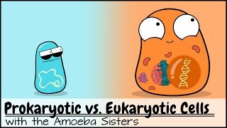 Prokaryotic vs Eukaryotic Cells Updated [upl. by Vrablik]