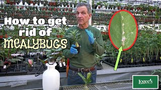 How to Get Rid of Mealybugs  Part 1 of Logees quotPest Preventionquot Series [upl. by Nella335]