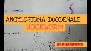 ANCYLOSTOMA DUODENALE  HOOK WORMS  STRUCTURE  LIFE CYCLE  SYMPTOMS  BY PHANINDRA GUPTA [upl. by Kirt]