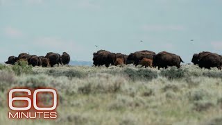 American Prairie Restoring bison to northern Montana with a patchwork nature reserve  60 Minutes [upl. by Ardith]