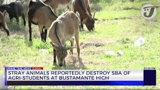 Stray Animals Reportedly Destroy SBA of AgriStudents at Bustamante High  TVJ News [upl. by Ebeohp]