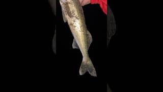 Walleye fishing 🎣 subscribe [upl. by Syck]