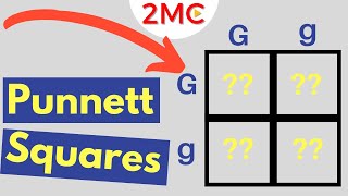 Punnett Square Basics  Mendelian Genetic Crosses [upl. by Ahsyia200]