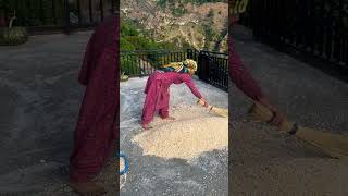 How corn separated from waste villagelife viralvideo viralshort [upl. by Nanahs290]