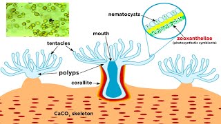 Phylum Cnidaria Part 6 Coral Reefs [upl. by Aliuqet]