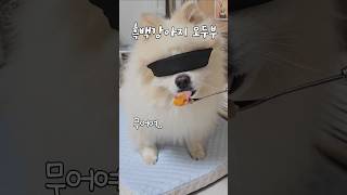 흑백요리사 츄르만5년째 츄르감별사 doglover pomeranian 흑백요리사 funny [upl. by Silisav837]