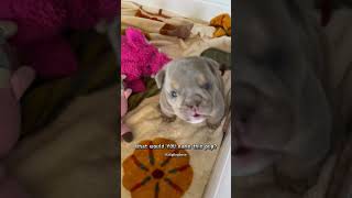 Watch This Tiny Pitbull Puppy Steal Hearts in Seconds puppy dogbreed doggos shorts [upl. by Nerland]