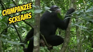 Crazy Chimpanzee Screams  Can you Handle It [upl. by Salesin]