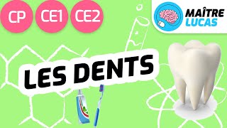 Les dents CP  CE1  CE2  Cycle 2  Sciences  Questionner le monde [upl. by Lhok]