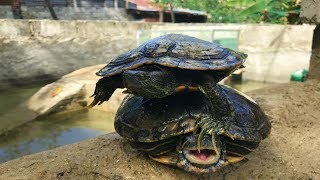 enero mes del cortejo o apareamiento de las tortugas [upl. by Aramoy]