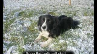 Border Collie Rescue  A Christmas Tail [upl. by Rumilly]