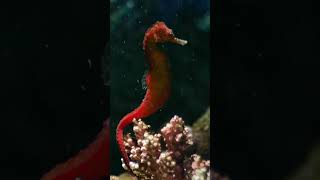 Why Seahorses are the Most Progressive Animals [upl. by Kondon]