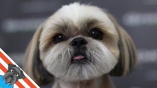 The best haircuts for shih tzu dogs [upl. by Ekal]