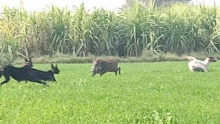 Soor ka shikar 2024  Dogs Hunting Boar  pig hunting with dogs  bully dogs fight [upl. by Afira112]