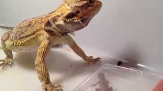 Bearded Dragon Eats Lizard [upl. by Jolee]