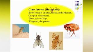 6 Laboratory of Medical Arthropodes [upl. by Diskson]