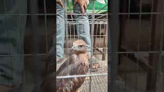 ভয়ংকর ঈগল পাখি। ঈগল birds mirpur1birdmarket mirpur1birdsmarket lovebirds BDBIRDSHOP [upl. by Germaun]