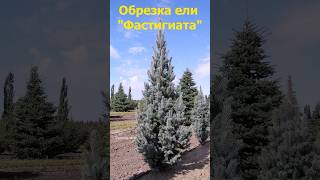 Обрезка молодой ели quotФастигиатаquot quotIseli Fastigiatеquot [upl. by Sib]