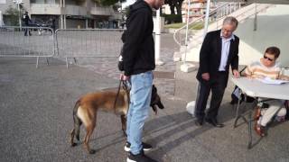 CONFIRMATION LOF MALINOIS ISKA [upl. by Ody290]