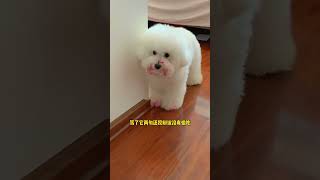 093 Baby dog cute puppy barking 4kviral shorts shortvideos [upl. by Colb41]