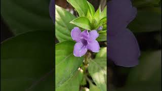 Barleria cristataAcanthaceae family trending nature forest flower forests gardening garden [upl. by Ylla]