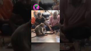 😱கடைசிவரை பாருங்க குரங்கின் செயல் animal monkey food viralshorts short shorts [upl. by Rtoip439]