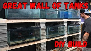 Building A Massive Fish Tank Wall Fish Room Updates [upl. by Norud]