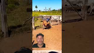 Video coice mulas rodeiobrasileiro rodeiro rodeio cavalos cowboys gado [upl. by Setarcos]