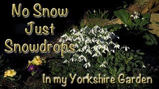 Snowdrops in my Yorkshire Garden [upl. by Suhcnip]